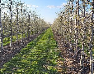 Boomgaard bij Huisje in Hoeleden, een vakantiehuis in Vlaams-Brabant, Belgi, biedt een serene natuurlijke omgeving.