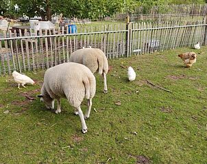 Verblijf 038701 - Vakantiewoning Vlaams-Brabant - Moderne villa met zwembad en kinderboerderij