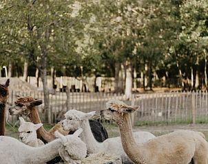 Guest house 0412203 - Holiday property Antwerp - Vakantiehuis in Minderhout