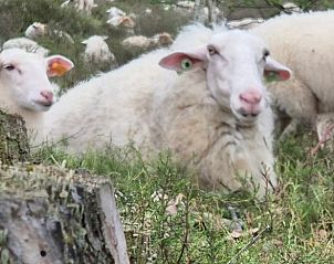 Guest house 043210 - Holiday property Antwerp - Huisje in Oud-Turnhout