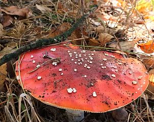 Guest house 048007 - Holiday property Antwerp - Huisje in Wechelderzande