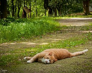 Unterkunft 048801 - Ferienhaus Antwerpen - Vakantiehuisje in Kessel