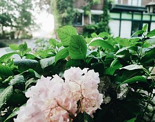 Verblijf 050605 - Vakantiewoning Limburg - Abel-Guesthouse-Gardenhouse