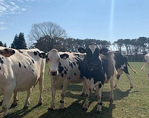 Unterkunft 051117 - Ferienhaus Limburg - Vakantiehuis in Hechtel-Eksel