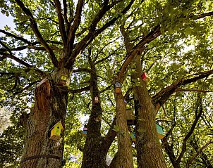 Verblijf 0513305 - Vakantiewoning Limburg - Tree House 2