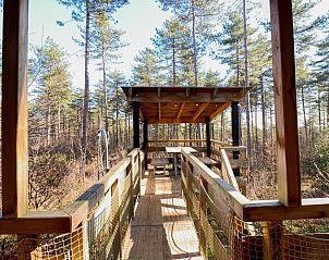 Naturreiche Umgebung des Treetop-Ferienhauses in Neeroeteren, Limburg, Belgien, mit dichten grnen Wldern.