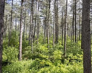 Interieur der Treetop Glamping Lodge in Neeroeteren, Limburg, Belgien, mit Holzinterieur und groen Fenstern.