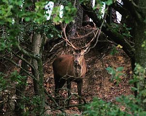 Verblijf 0513317 - Vakantiewoning Limburg - Hobbit House 2