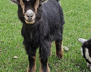 Verblijf 0513324 - Vakantiewoning Limburg - Connecting rooms (appartement + studio)