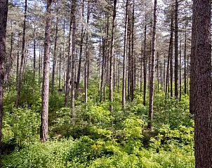 Ontdek de serene bosrijke omgeving van Huisje in Maaseik, een vakantiehuis in Neeroeteren, Limburg, Belgi.