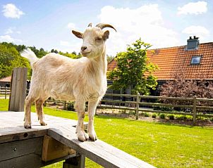 Verblijf 0513347 - Vakantiewoning Limburg - Huisje in Maaseik