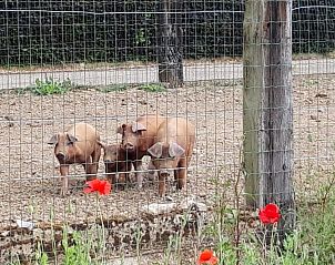 Unterkunft 0522302 - Ferienhaus Limburg - De Lokroep