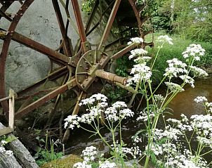 Unterkunft 053304 - Ferienhaus Limburg - Huisje in Opoeteren