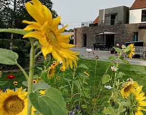 Unterkunft 053304 - Ferienhaus Limburg - Huisje in Opoeteren