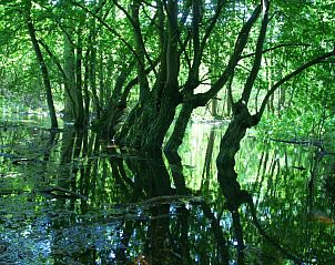 Guest house 053305 - Holiday property Limburg - Op 't Busselen