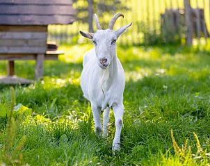 Verblijf 053506 - Vakantiewoning Limburg - Vakantiehuis in Kinrooi