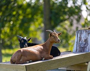 Verblijf 053507 - Vakantiewoning Limburg - Vakantiehuis in Kinrooi