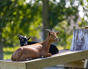 Unterkunft 053536 - Ferienhaus Limburg - Vakantiehuis Camping Papillon Kinrooi  78