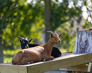 Unterkunft 053539 - Ferienhaus Limburg - Vakantiehuis Camping Papillon Kinrooi - Pipowagen 2 personen