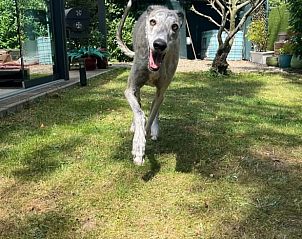 Guest house 055251 - Holiday property Limburg - Huisje in Rekem