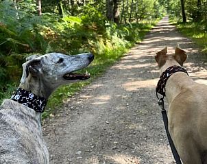 Guest house 055251 - Holiday property Limburg - Huisje in Rekem