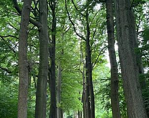 Guest house 055251 - Holiday property Limburg - Huisje in Rekem