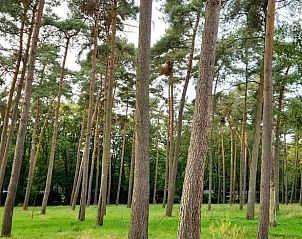 Discover the serene nature surrounding Cottage in Lanaken, a vacation home in Gellik, Limburg, Belgium, surrounded by tall pines.
