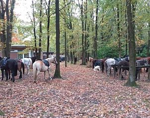 Unterkunft 056624 - Ferienhaus Limburg - Vakantiehuisje in Lanaken gellik