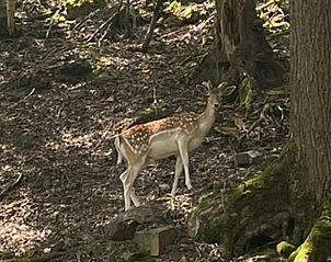 Guest house 061622 - Holiday property Liege - Huisje in Stavelot