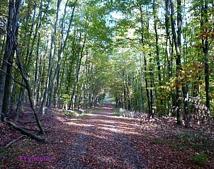 Verblijf 066305 - Vakantiewoning Ardennen (Luik) - Vakantiehuis Ardennen Ferienhaus 5 Zimmer 5 Bad 14 Pers Zuga