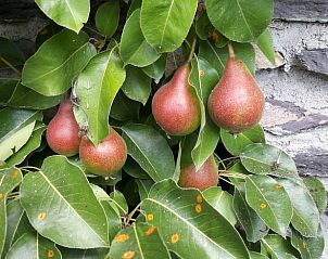 Guest house 0668102 - Holiday property Liege - Vakantiehuis in Ottr