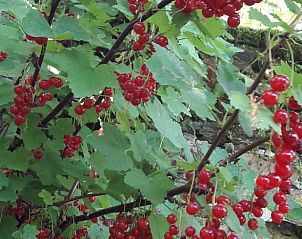 Guest house 0668102 - Holiday property Liege - Vakantiehuis in Ottr