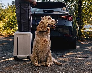 Unterkunft 070633 - Bungalow Hennegau - Village l'Eau d'Heure | 4-persoons hondenbungalow | 4CD