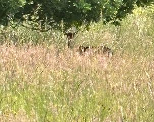 Unterkunft 072805 - Ferienhaus Hennegau - Vakantiehuisje in Elzele