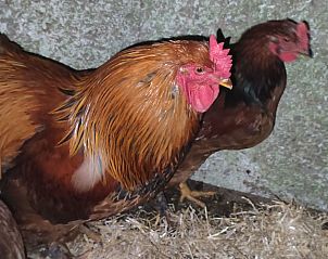 Guest house 082008 - Holiday property Namur - Vakantiehuis f�r 8 Personen