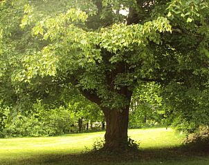 Unterkunft 090915 - Ferienhaus Luxemburg - Vakantiehuisje in Vielsalm
