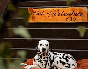 Guest house 0913197 - Chalet Luxembourg - Het Hertenbos Chalet