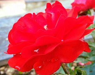 Blooming red roses in the garden of Chalet Ma Reine, Remouchamps, Ardennes, Belgium.