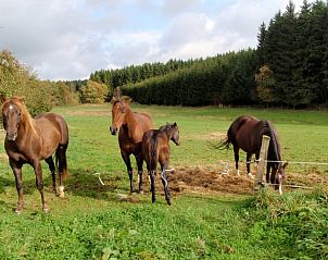 Unterkunft 093612 - Ferienhaus Luxemburg - Vakantiehuisje in Gouvy