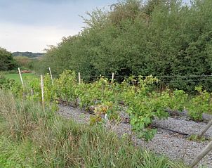 Vineyard near La Terra vacation home, Durbuy, surrounded by nature.