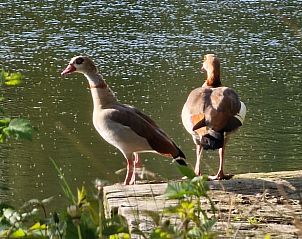Unterkunft 0973302 - Ferienhaus Luxemburg - Huisje in Flamisoul