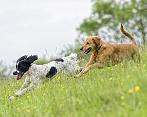 Honden spelen in de natuur bij Cocoon de la Semois, een huisdiervriendelijk vakantiehuis in Bouillon, Ardennen, Luxemburg, Belgi.