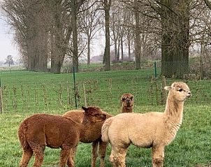 Guest house 1080101 - Bed and Breakfast West Flanders - B&B De Rentmeesterhoeve