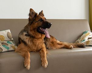 Guest house 111321 - Holiday property Belgian Coast - Comfort Lodge | 6 p.(50 m2)- Honden toegelaten - Met airco