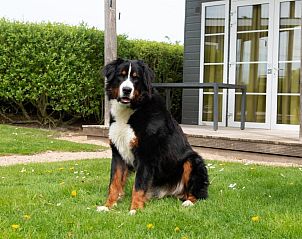 Guest house 111321 - Holiday property Belgian Coast - Comfort Lodge | 6 p.(50 m2)- Honden toegelaten - Met airco
