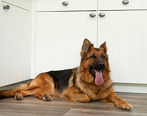 Guest house 111335 - Holiday property Belgian Coast - Premium Lodge I 4 p.(58 m2) - Honden toegelaten