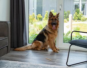 Guest house 111336 - Holiday property Belgian Coast - Premium Lodge I 6 p. (60m2) - Honden toegelaten