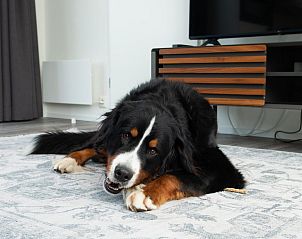 Guest house 111342 - Holiday property Belgian Coast - Premium Lodge I 6 p. (60 m2) - Met Airco - Honden toegelaten