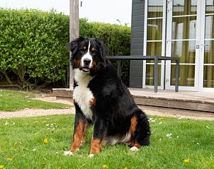 Guest house 111351 - Holiday property Belgian Coast - Comfort Lodge | 2 p. (27 m2) - Honden toegelaten - Met airco