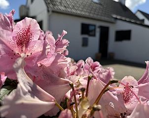 Guest house 111354 - Holiday property Belgian Coast - Nieuwendamme 008